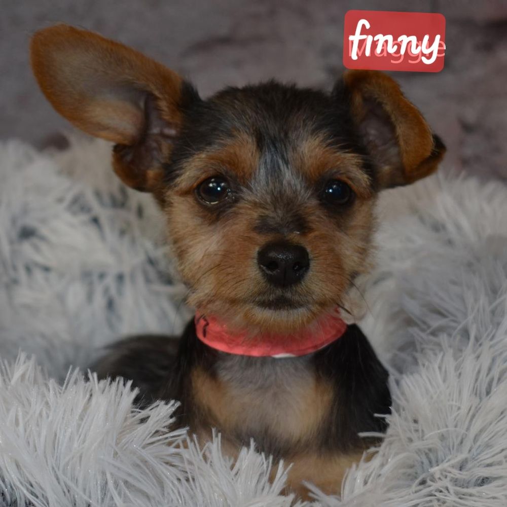 HUMANE SOCIETY OF YUMA Updated October 2024 64 Photos & 36 Reviews