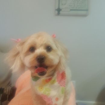 Shawnee Dogs' Grooming - Bobbie Sue - Pet Groomers Near Me - Carbondale, Illinois Shawnee Dogs' Grooming - Bobbie Sue - Pet Groomers Near Me - Carbondale, Illinois