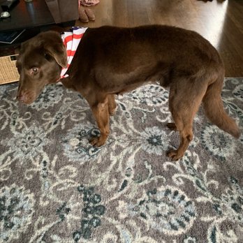 Spokane Dog Grooming - Look at him! GORGEOUS! - Pet Groomers Near Me - Spokane, Washington Spokane Dog Grooming - Look at him! GORGEOUS! - Pet Groomers Near Me - Spokane, Washington