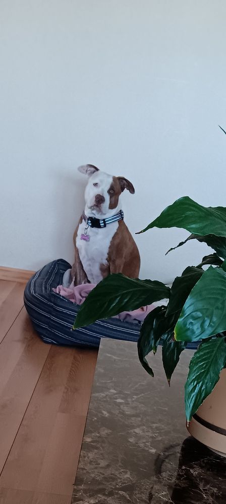 Slide of Luis Outdoor Services