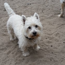 Bosley's Dog Walking & Cat Sitting