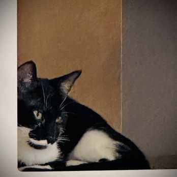 Espurresso Cat Cafe - a black and white cat - Coffee & Tea Near Me - Lawrence, Kansas Espurresso Cat Cafe - a black and white cat - Coffee & Tea Near Me - Lawrence, Kansas