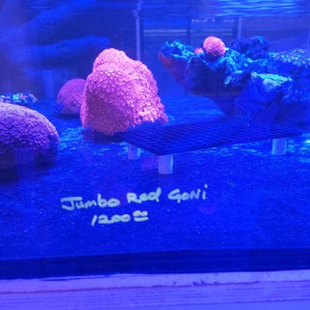 Reef Lounge Norco - Massive red Goni for a big tank. - Local Fish Stores Near Me - Norco, California Reef Lounge Norco - Massive red Goni for a big tank. - Local Fish Stores Near Me - Norco, California