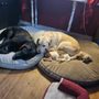Photo of Royal City PAWS Pet Centre