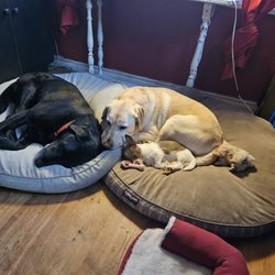 Royal City PAWS Pet Centre - Mimi's pack