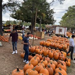 Phil Simpson's Christmas Trees and Pumpkins
