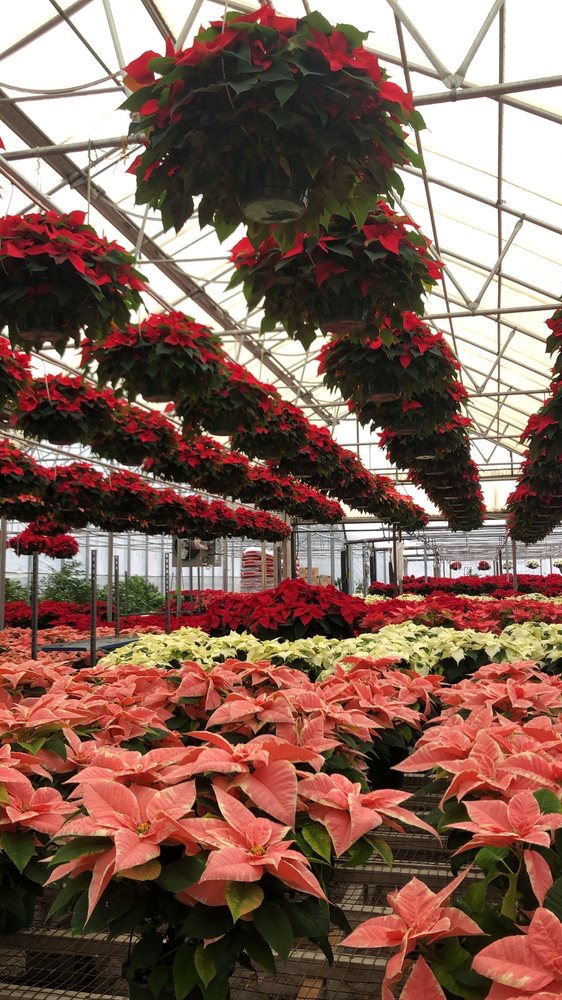 BEL FIORE GREENHOUSES Updated September 2024 11 Reviews 295 Glen