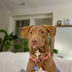 Lucky Dog Animal Rescue
