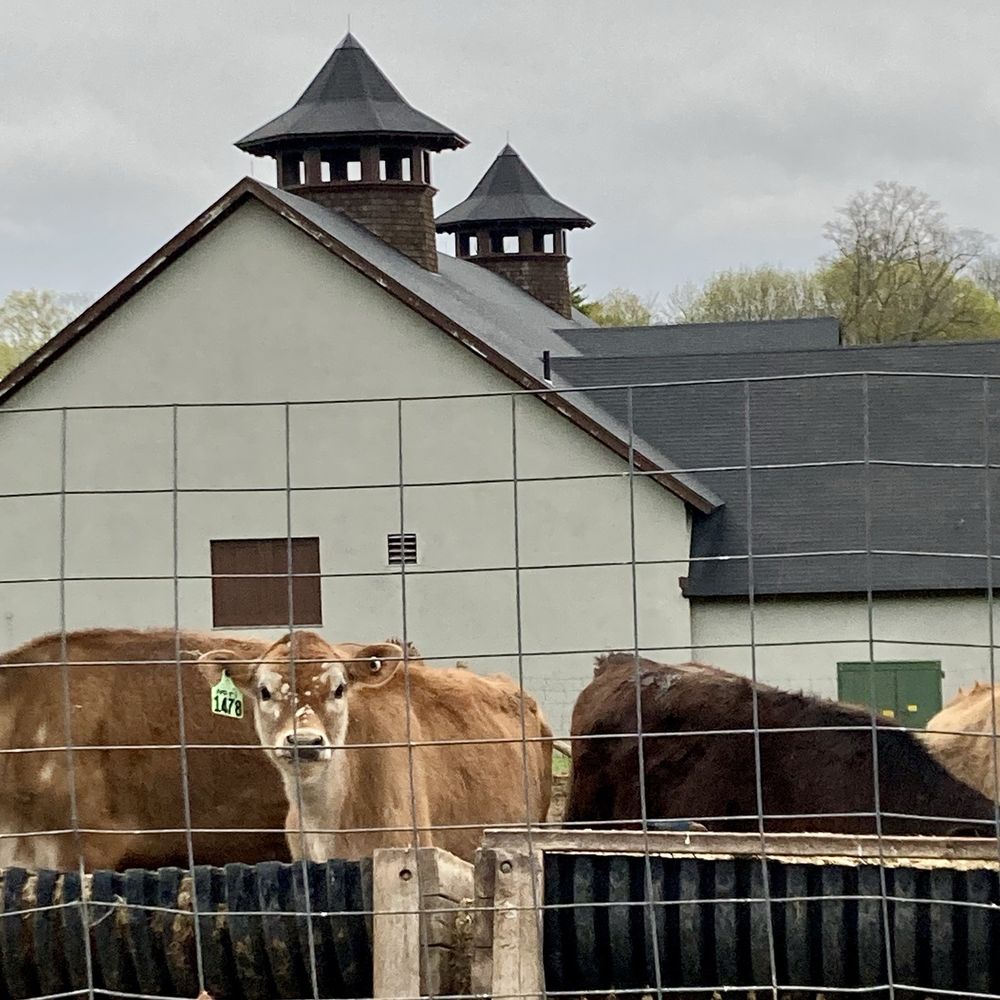 High Lawn Farm - Cow - Specialty Food Near Me - Lee, Massachusetts High Lawn Farm - Cow - Specialty Food Near Me - Lee, Massachusetts