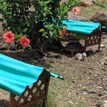 Hawaii Turtle Tours - Turtle's!!! - Tours Near Me - Honolulu, Hawaii