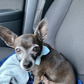 Dog Beauty Salon - Goliath. 4.5lb teacup chihuahua. Happy & Handsome thanks to Marcela - Pet Groomers Near Me Dog Beauty Salon - Goliath. 4.5lb teacup chihuahua. Happy & Handsome thanks to Marcela - Pet Groomers Near Me