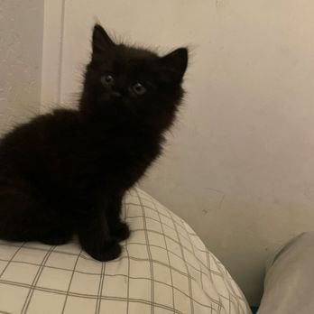 Monterey Bay Loved Pet - Our baby Negris firsts days at home with us - Pet Cremation Services Near Me - Royal Oaks, California