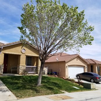 Tree Rite Arborists - after shot - Tree Services Near Me - Lancaster, California