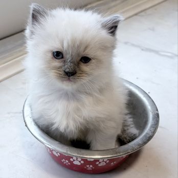 Desert Dolls Ragdolls - Purebred ragdoll kitten - Pet Breeders Near Me Desert Dolls Ragdolls - Purebred ragdoll kitten - Pet Breeders Near Me