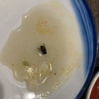 Noodle Dynasty - Found a fly in the beef noodle soup I ordered. Unacceptable. - Noodles Near Me - Beaverton, Oregon Noodle Dynasty - Found a fly in the beef noodle soup I ordered. Unacceptable. - Noodles Near Me - Beaverton, Oregon