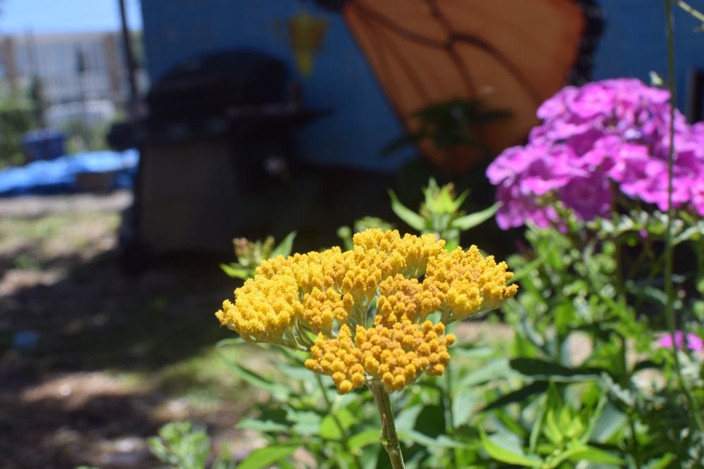 MILO GROGAN BUTTERFLY GARDEN Updated July 2024 13 Photos 940