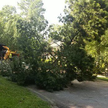 Collins Tree & Stump Service - This business is beyond perfect. We used Collins to have five 80 ft trees removed that were less than 10 feet from the front of my house. - Tree Services Near Me - Aiken, South Carolina