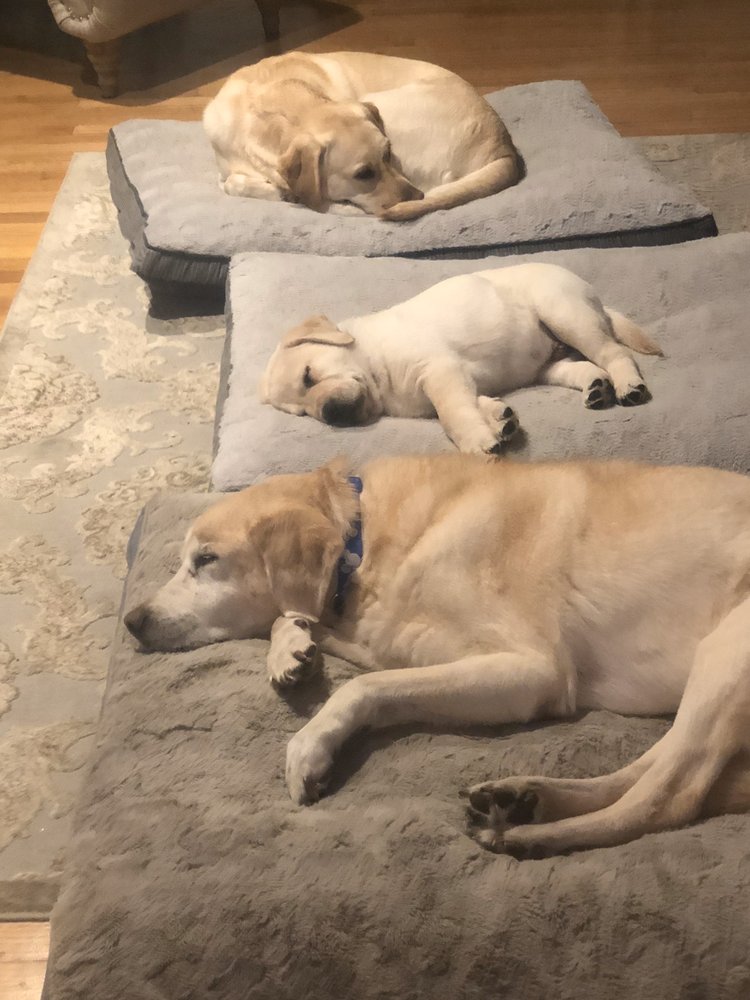 BAYVIEW KENNELS 1071 Main St, West Barnstable, Massachusetts Pet