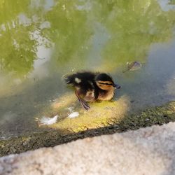 Parque Dom Carlos I - Little duckling