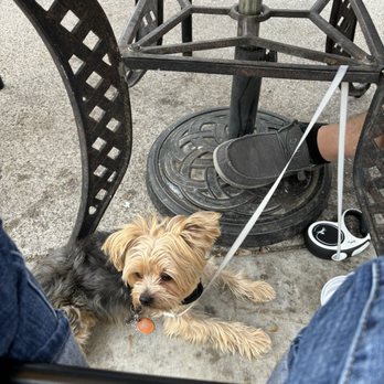 Vegas Valley K9 - Enjoying lunch at a restaurant patio - Pet Training Near Me Vegas Valley K9 - Enjoying lunch at a restaurant patio - Pet Training Near Me