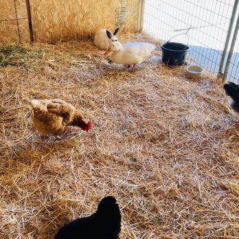 Temecula Carriage Company - Bunny and chickens we were able to interact with. - Wine Tours Near Me - Temecula, California Temecula Carriage Company - Bunny and chickens we were able to interact with. - Wine Tours Near Me - Temecula, California
