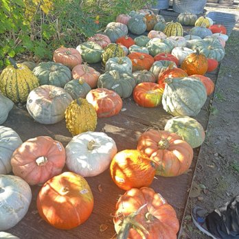 Collegeville Orchards - Fruits & Veggies Near Me - Saint Joseph, Minnesota Collegeville Orchards - Fruits & Veggies Near Me - Saint Joseph, Minnesota