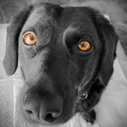 Granite State Animal Hospital - Reagan wanted to say Dr. Macomber is her FAVORITE Vet!!