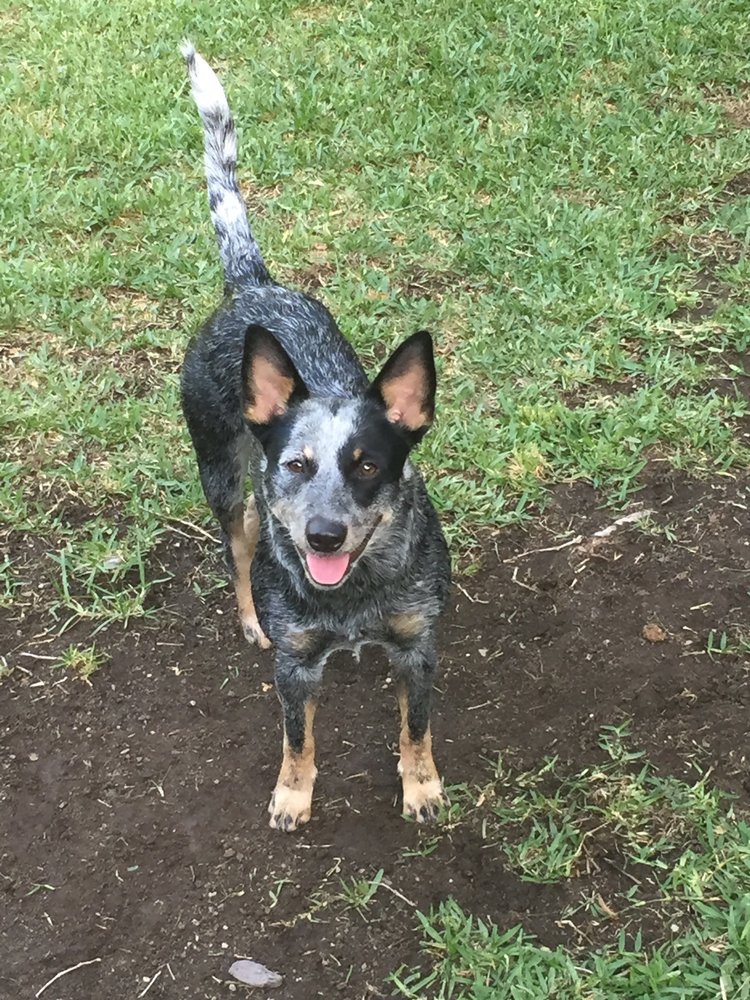 EMPIRE KENNELS Updated August 2024 33 Reviews 11377 Amsel Way, Grass Valley, California