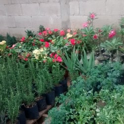 El Pila - También venden hierbas como: romero, apio,. perejil, albahaca, entre otras.