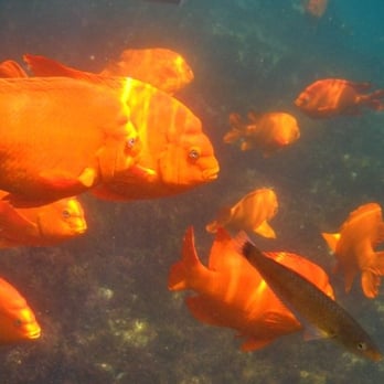 La Jolla Cove - Garibaldi - California's State fish - Parks Near Me - La Jolla, California