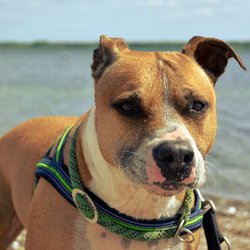 Karma Dog Training - Day at the beach