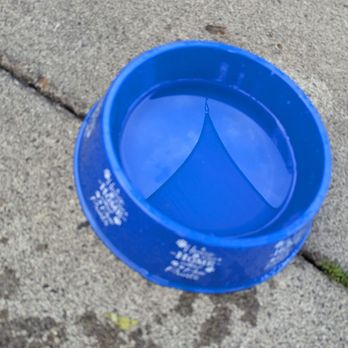 Everybody’s Brewing - Complimentary water for the pup - Breweries Near Me - Battle Ground, Washington Everybody’s Brewing - Complimentary water for the pup - Breweries Near Me - Battle Ground, Washington