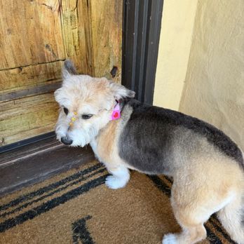 Pet Spa Luxe - Pet Groomers Near Me - El Sobrante , California Pet Spa Luxe - Pet Groomers Near Me - El Sobrante , California