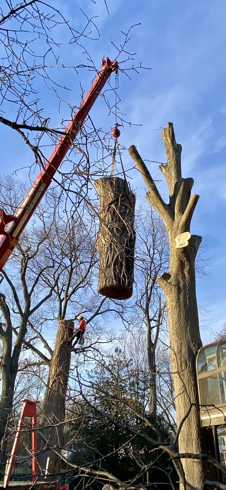 Morales Brothers Tree Service - tree service in Fairview, NJ