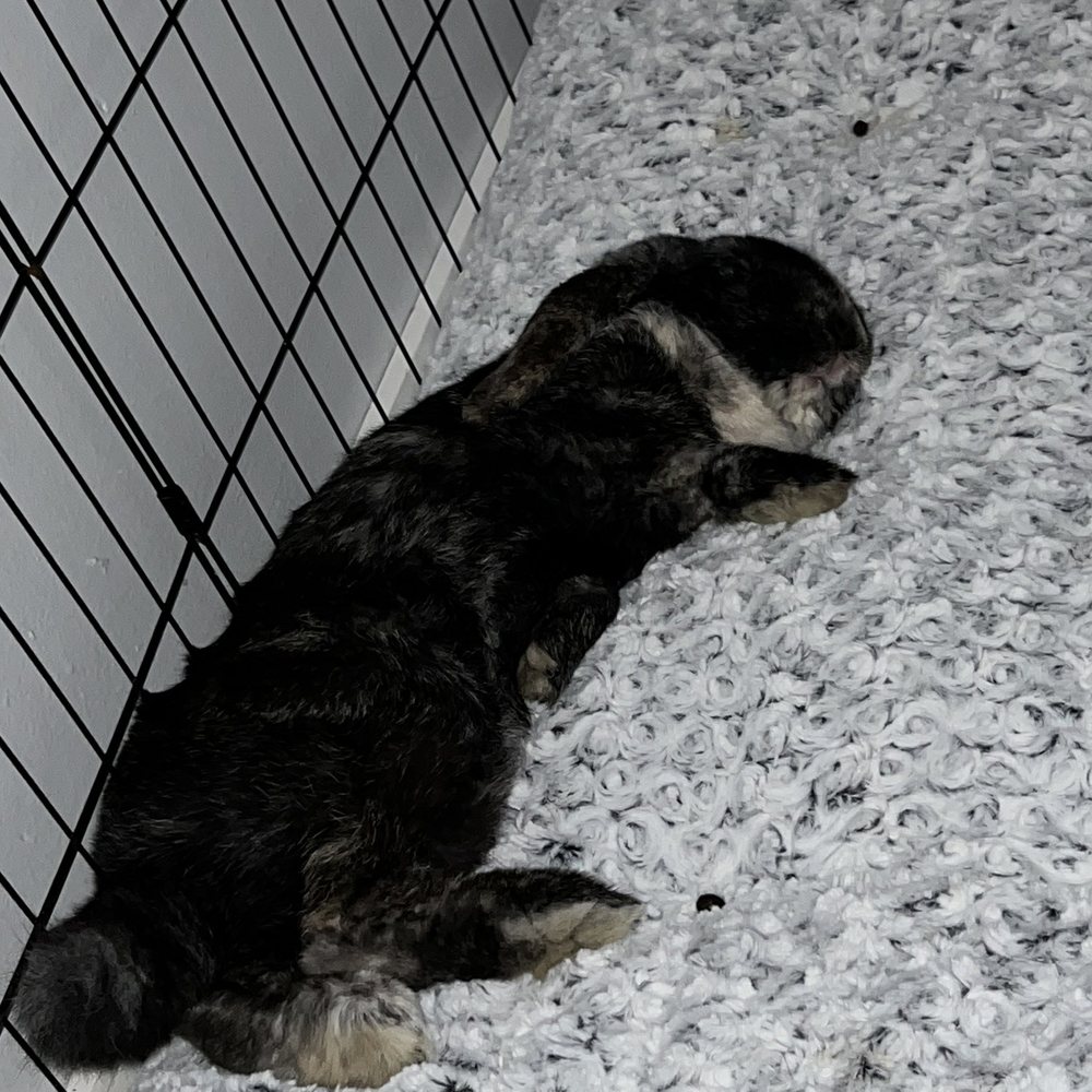 TOP 10 BEST Rat Vet in Irvine, CA - Updated 2026 - Yelp