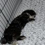 Photo of Northwood Animal Hospital