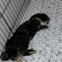 Northwood Animal Hospital - Teddy resting after his neuter ZzZz