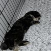 Northwood Animal Hospital gift card