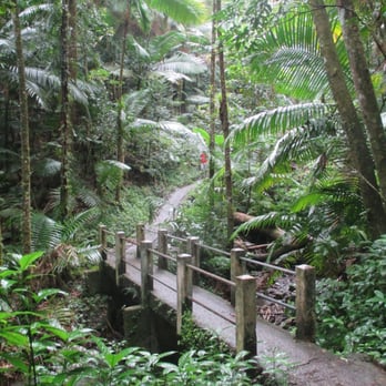 El Yunque Rainforest - Hiking Near Me - Luquillo, Puerto Rico