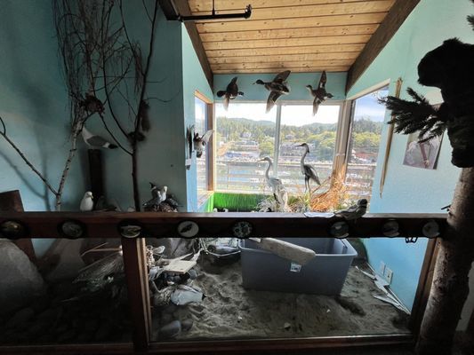 Whale, Sea Life, & Shark Museum by null