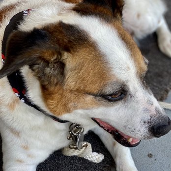 fantasy spa mobile pet grooming