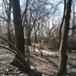 Trail