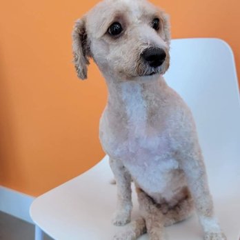 Petbar Alliance - Pet Groomers Near Me - Fort Worth, Texas Petbar Alliance - Pet Groomers Near Me - Fort Worth, Texas
