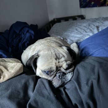 Mid-Cities Animal Urgent Care - Doug the pug - Veterinarians Near Me - Euless, Texas Mid-Cities Animal Urgent Care - Doug the pug - Veterinarians Near Me - Euless, Texas