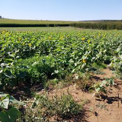 Flinchbaugh’s Orchard & Farm Market - Sunflowers