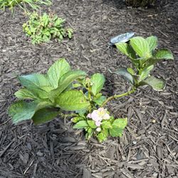 Olson's Ace Hardware - Hydrangea blossom from a 60% off rescue