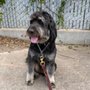 Photo of Le9 Pet Grooming