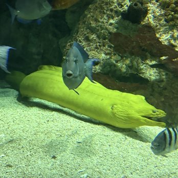 National Aquarium - This is a beauty - Aquariums Near Me - Baltimore, Maryland National Aquarium - This is a beauty - Aquariums Near Me - Baltimore, Maryland