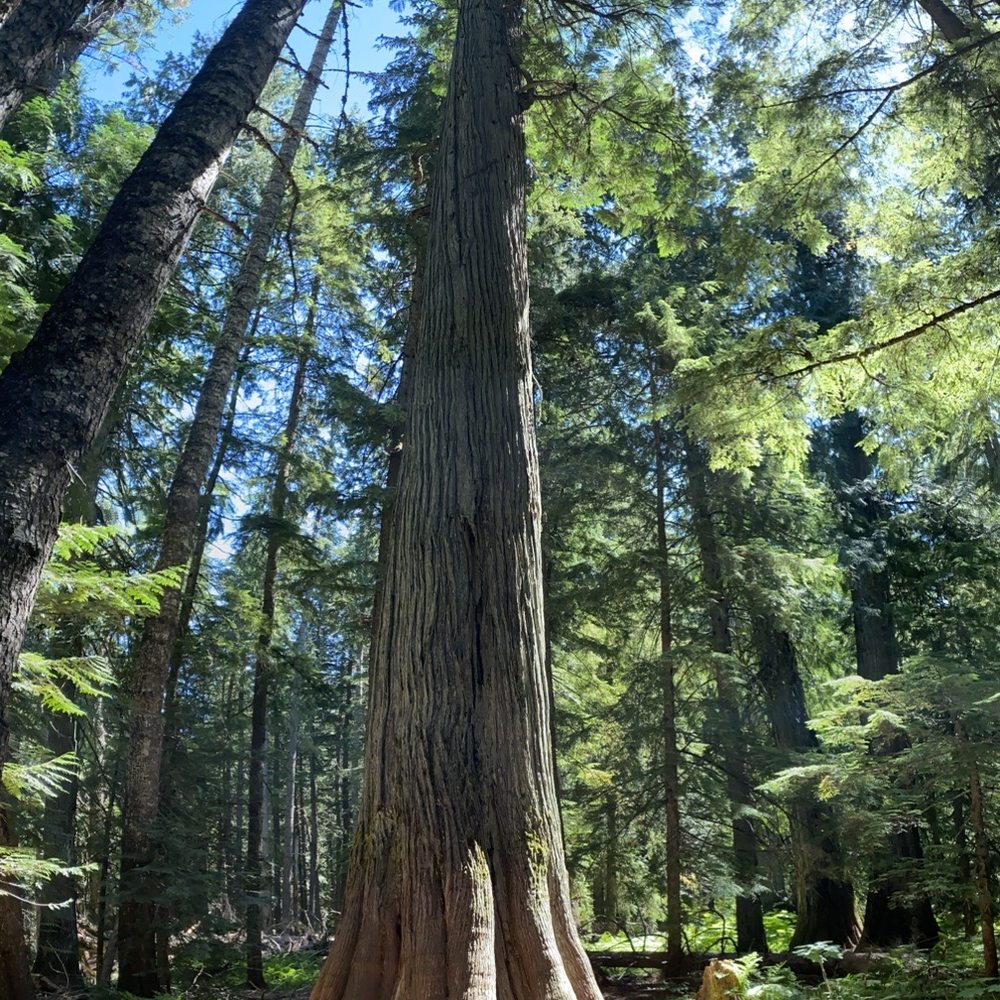 Kootenai River Campground - Nearby attraction. Ross Creek Cedars. - Campgrounds Near Me - Troy, Montana