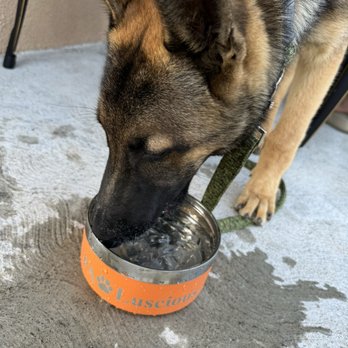 Pholuscious - They provide water for your fur baby - Vietnamese Near Me - Huntington Beach, California Pholuscious - They provide water for your fur baby - Vietnamese Near Me - Huntington Beach, California